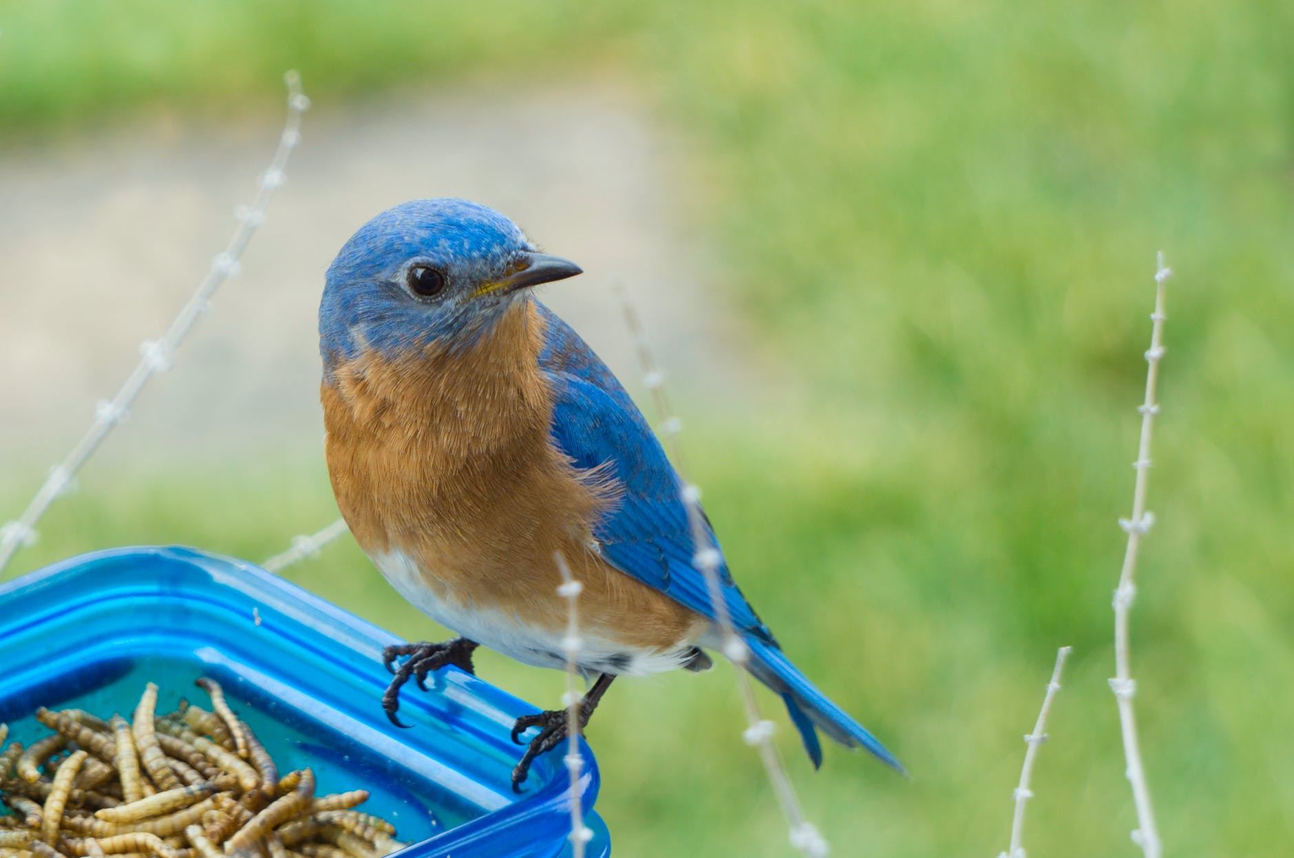 selective focus photography of blue and brown bird on blue glass canister